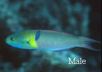  Thalassoma amblycephalum (Bluntheaded Wrasse)